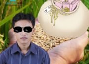 Disinyalir Bantuan Bibit Padi Oplah Dijual, Ada Dugaan oknum Dinas Pertanian Terlibat Korupsi Berjamaah Dengan Ketua Gapoktan Dan Brigadir Pangan